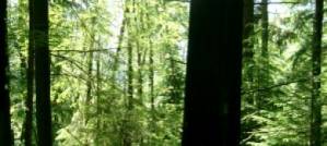 Saving Ancient Forests Saving Ancient Forests
