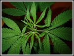 British Potheads Beware British Potheads Beware