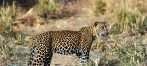 Tourists replace rebels as Sri Lanka national park blooms Tourists replace rebels as Sri Lanka national park blooms