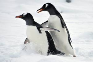 afp_pinguin.jpg afp_pinguin.jpg