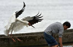 afp_crane.jpg afp_crane.jpg