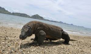 Biggest and smallest creatures at top risk of extinction.jpg