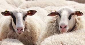 sheep-2292802_1280.jpg