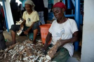 Researchers warn 'Ebola for plants' hitting Africa's cassava crop.jpg