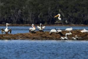 Albania's pelicans return to their lagoon 'kingdom'.jpg