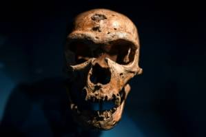 Scientists set eyes on virtual Neanderthal 'brain'.jpg