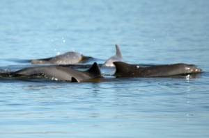 Amazon river dolphins in steep decline.jpg