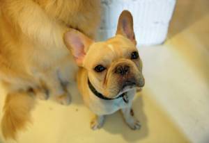 French Bulldog's cute face exposes it to welfare risks.jpg