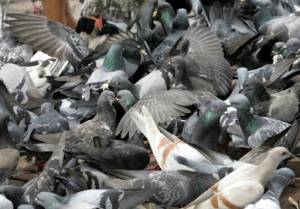 Pigeon pie anyone Thai town hosts cook-off of culled birds.jpg