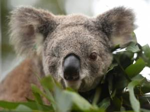 Australia pledges cash to help save the koala.jpg