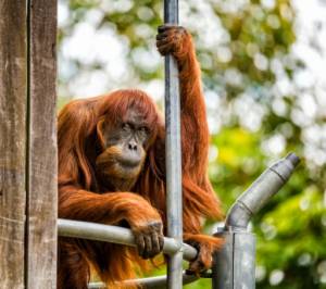 World's oldest Sumatran orangutan dies aged 62.jpg