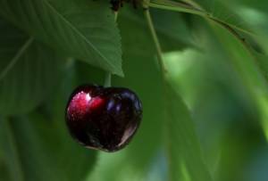 Cherry picking China looks to replace US farm goods in trade war.jpg