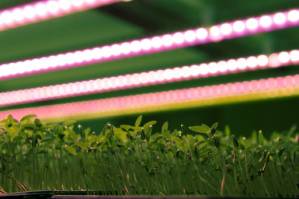 Shoots for the stars Briton grows microgreens for top French chefs.jpg