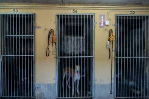 Hundreds of Macau greyhounds await their forever homes.jpg