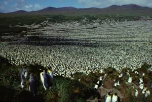 World's biggest king penguin colony shrinks 90 percent.jpg