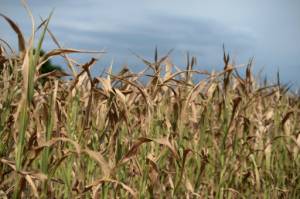 Scientists detail full genome of wheat for first time.jpg