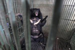 Vietnam's caged bears dying off as bile prices plummet.jpg