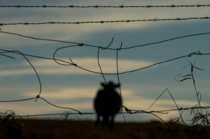 Worst anthrax outbreak in 20 years hits French farms.jpg