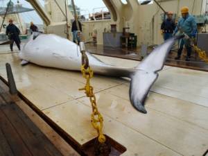Japan fleet catches 177 whales in latest hunt.jpg