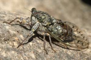 Tourists complain French cicadas are 'too loud'.jpg