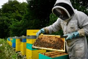 France's ban on bee-killing pesticides begins Saturday.jpg
