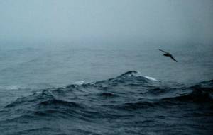 UN set for talks on treaty to protect imperiled high seas.jpg