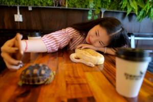 Cambodian reptile cafe slithers into people's hearts.jpg