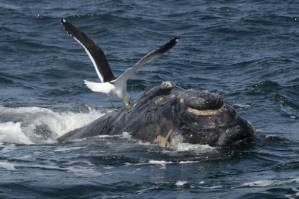 Pro-hunting nations block whale sanctuary bid.jpg Pro-hunting nations block whale sanctuary bid.jpg