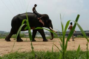 Delhi's last elephants await marching orders.jpg