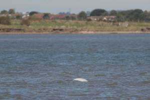 Concerns grow for Arctic beluga whale in Thames estuary.jpg