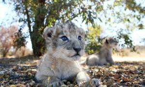 S.African lion cubs conceived artificially in world first.jpg