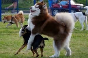 'Real' fake research hoodwinks US journals.jpg