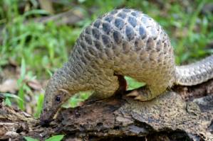 Vietnam makes fresh ivory, pangolin haul from Nigeria.jpg