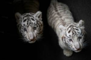 China purrs over white tiger triplets.jpg