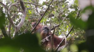 China-backed hydro dam threatens world's rarest orangutan.jpg