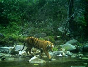 Crouching tigers, hidden cameras Nepal counts its big cats.jpg