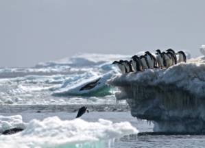 Plans for world's largest ocean sanctuary in Antarctic blocked.jpg