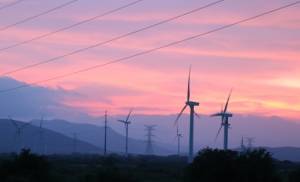 Wind farm 'predator' effect hits ecosystems study.jpg