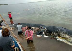 Dead sperm whale in Indonesia found with 6 kg of plastic in stomach.jpg