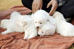 Doggy diplomacy S. Korea unveils newborn Northern pups.jpg