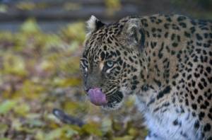 Meditating Buddhist monk killed in India leopard attack.jpg