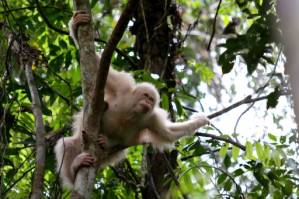 Rare albino orangutan released back into the wild.jpg