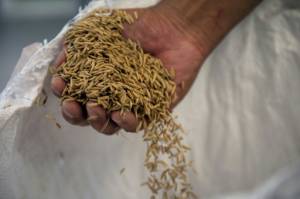 China customs gives green light for US rice imports.jpg