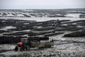 Climate change takes toll on French oyster farmers.jpg