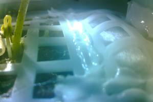 Cottoning on Chinese seed sprouts on moon.jpg