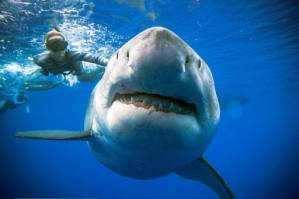 Divers spot giant white shark off Hawaii coast.jpg
