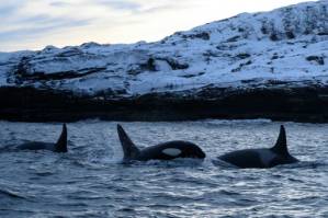 Climate change pushing killer whales to migrate north.jpg