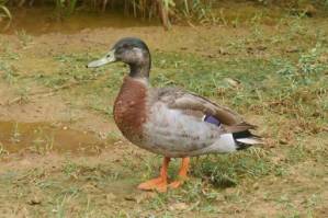 'World's loneliest duck' Trevor dies on tiny Niue.jpg