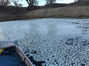 Australia river agency pilloried amid mass fish deaths.jpg