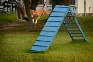 Stray pup emerges top dog in elite Indian sniffer squad.jpg